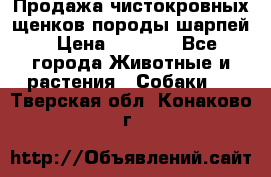 Продажа чистокровных щенков породы шарпей › Цена ­ 8 000 - Все города Животные и растения » Собаки   . Тверская обл.,Конаково г.